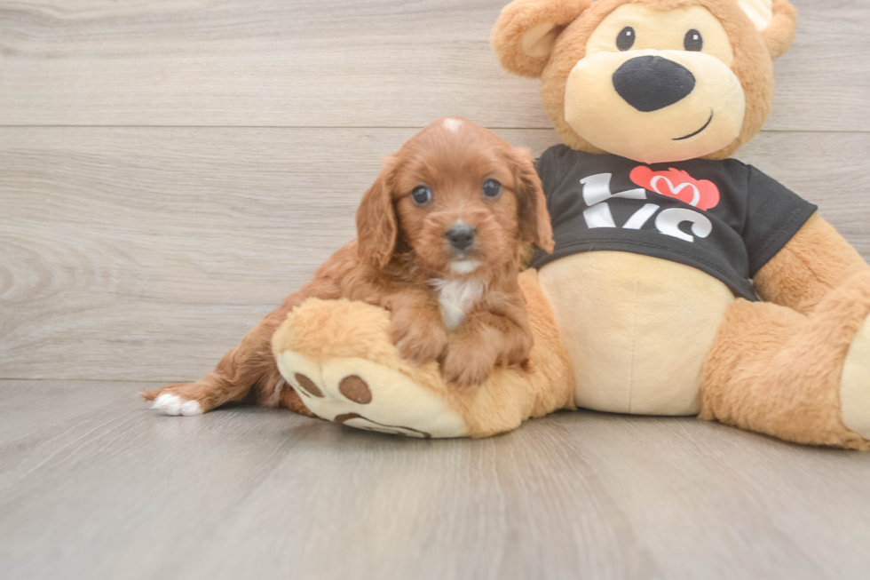 Cavapoo Pup Being Cute