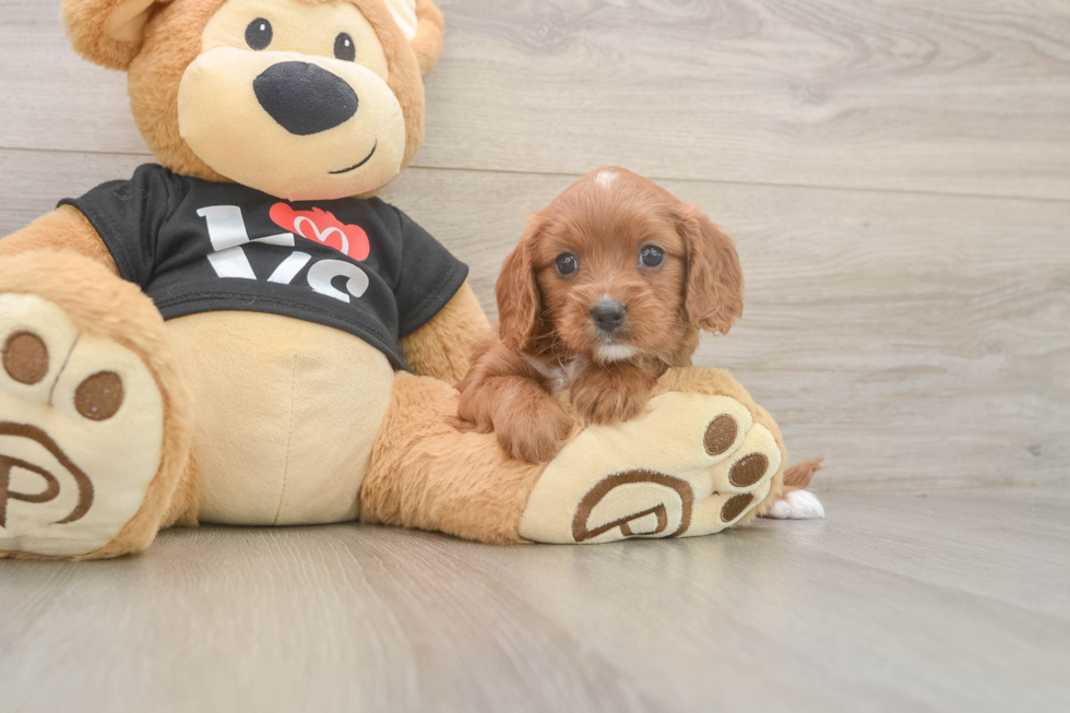 Cute Cavapoo Baby