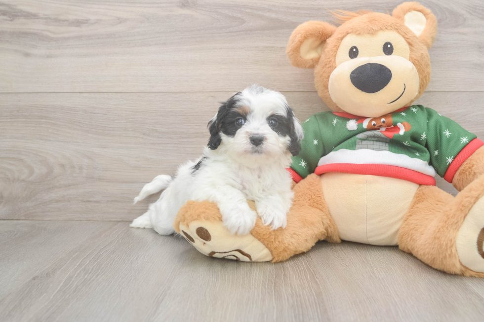 Popular Cavapoo Poodle Mix Pup