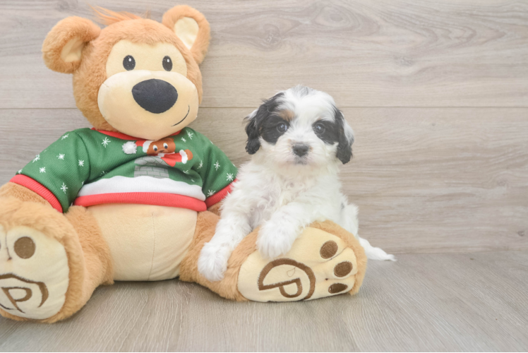 Friendly Cavapoo Baby