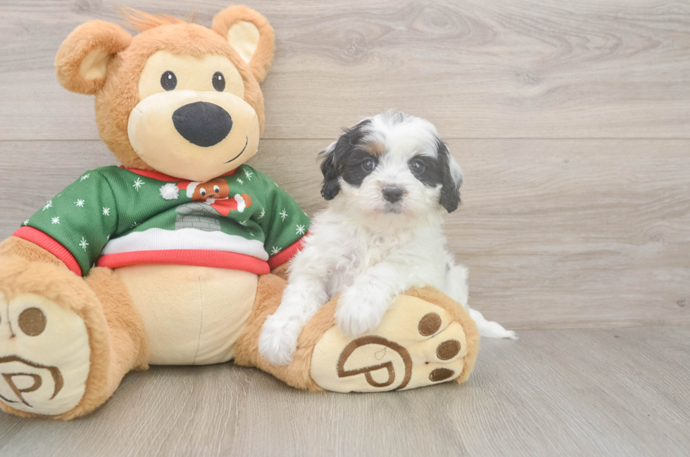 5 week old Cavapoo Puppy For Sale - Seaside Pups