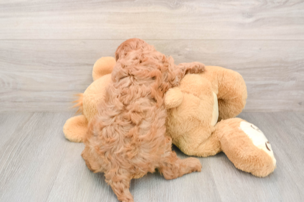 Cavapoo Puppy for Adoption