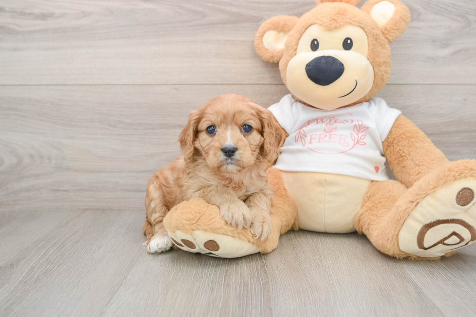 Best Cavapoo Baby