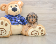 10 week old Cavapoo Puppy For Sale - Seaside Pups
