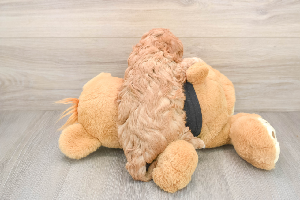 Energetic Cavoodle Poodle Mix Puppy