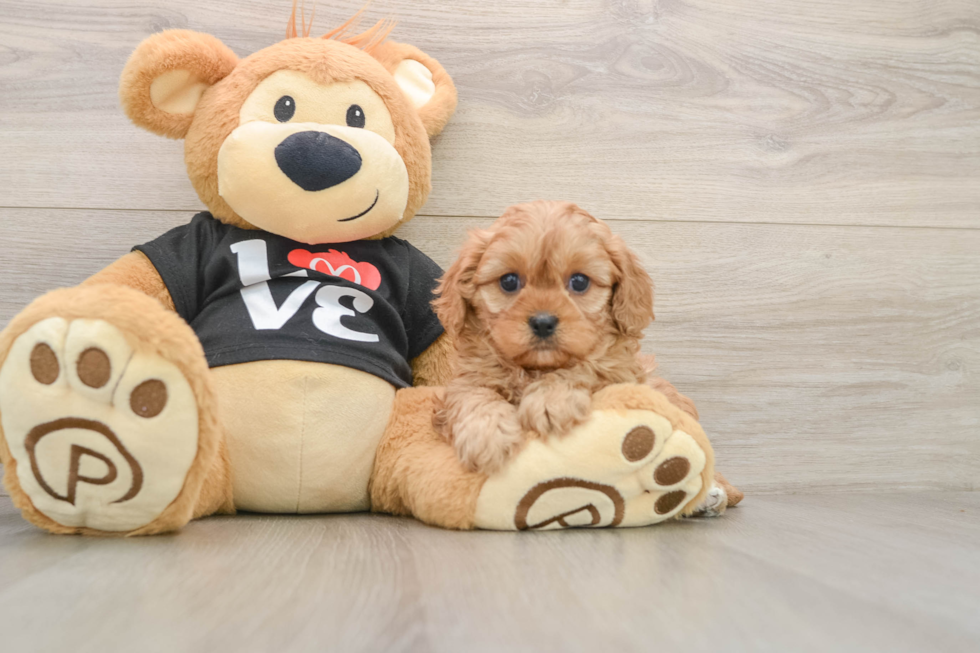 Petite Cavapoo Poodle Mix Pup