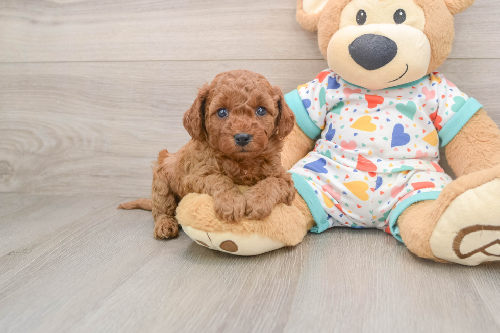 Best Cavapoo Baby