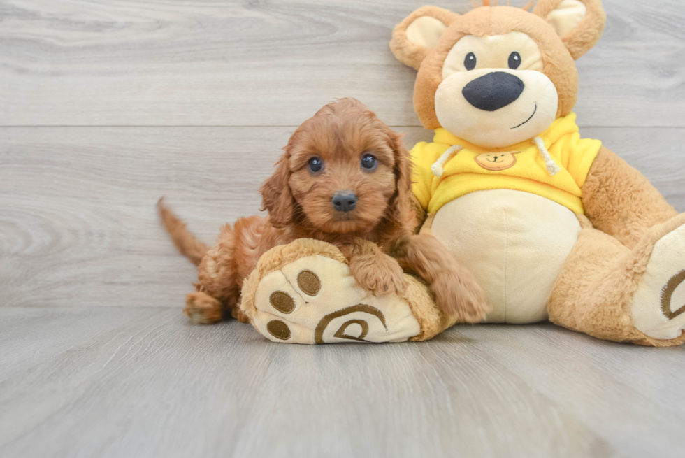 Cavapoo Puppy for Adoption