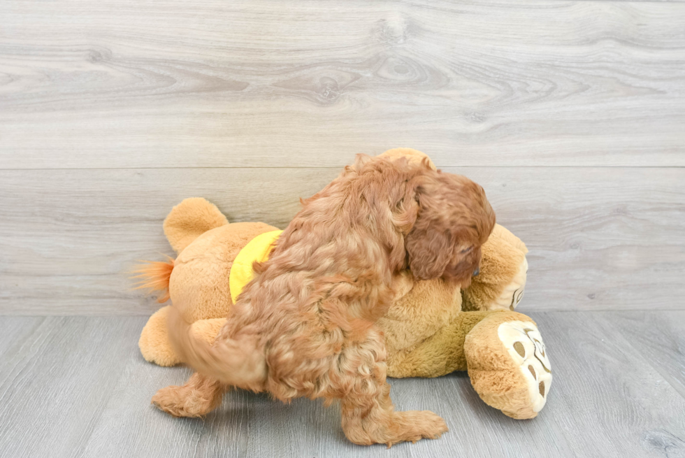 Smart Cavapoo Poodle Mix Pup