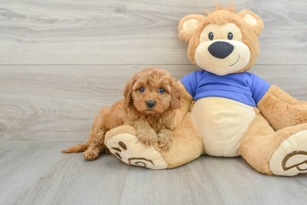 Cavapoo Pup Being Cute