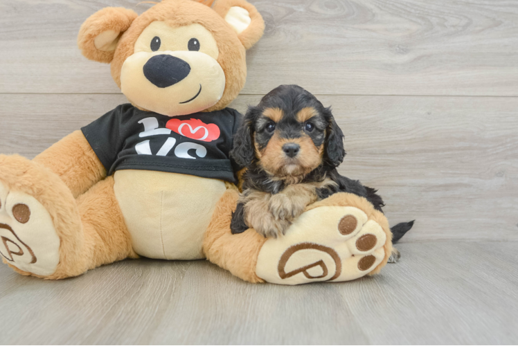 Best Cavapoo Baby