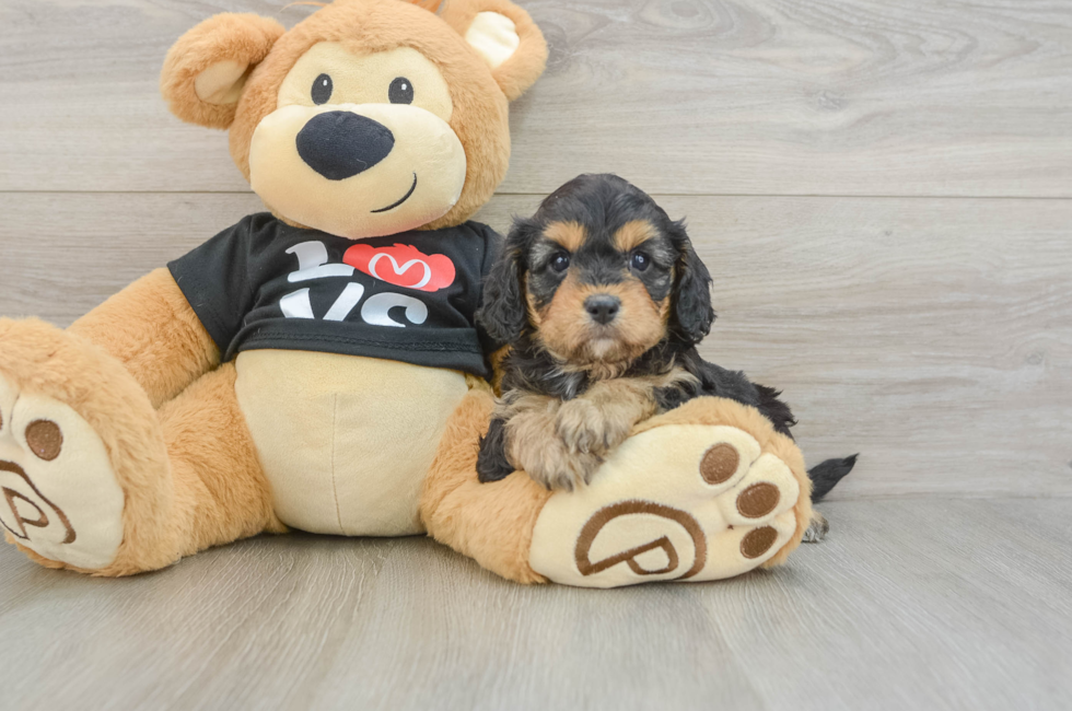7 week old Cavapoo Puppy For Sale - Seaside Pups