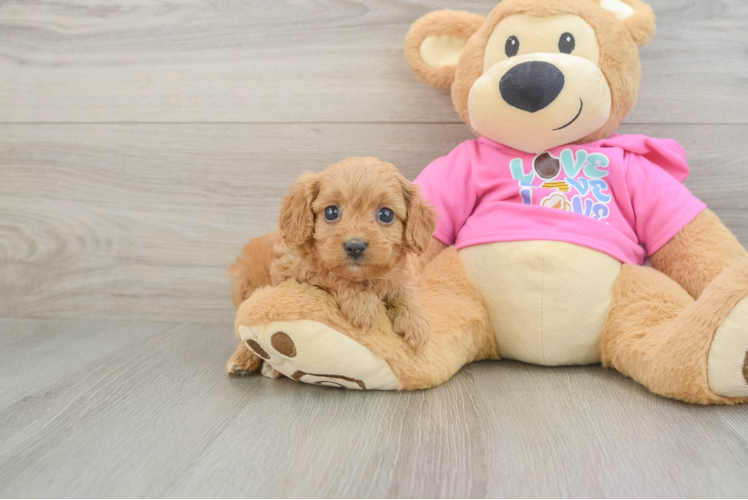 Cavapoo Pup Being Cute