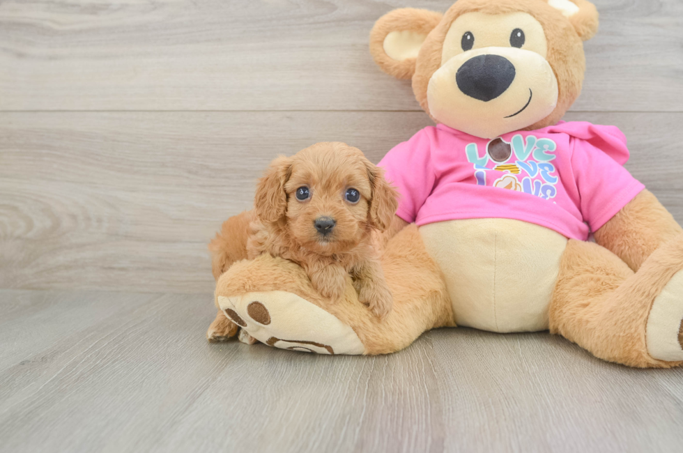 7 week old Cavapoo Puppy For Sale - Seaside Pups