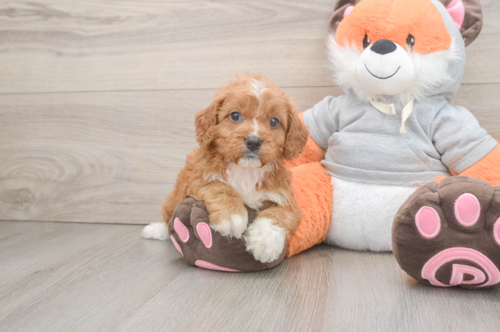 5 week old Cavapoo Puppy For Sale - Seaside Pups