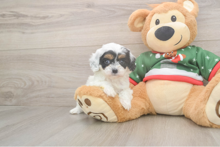 Cavapoo Puppy for Adoption