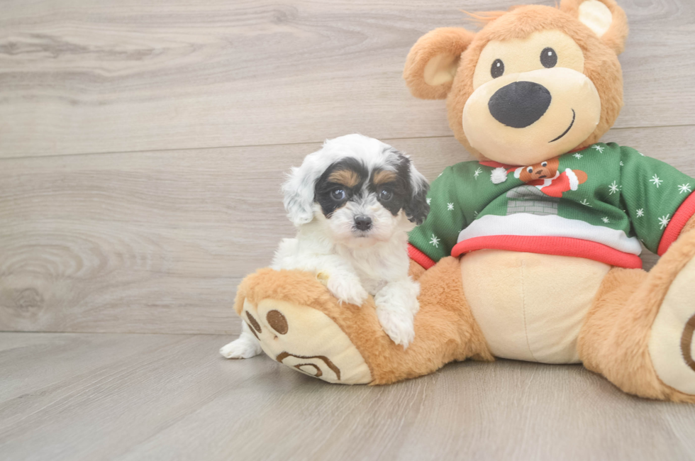 5 week old Cavapoo Puppy For Sale - Seaside Pups