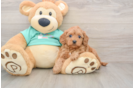 Hypoallergenic Cavadoodle Poodle Mix Puppy