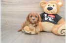 Cavapoo Pup Being Cute