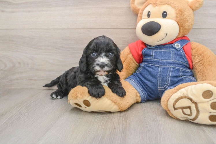 Popular Cavapoo Poodle Mix Pup
