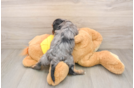 Sweet Cavapoo Baby