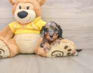 8 week old Cavapoo Puppy For Sale - Seaside Pups