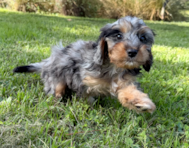 10 week old Cavapoo Puppy For Sale - Seaside Pups