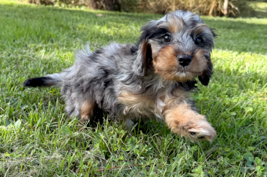 Cute Cavapoo Baby