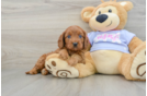 Cavapoo Puppy for Adoption