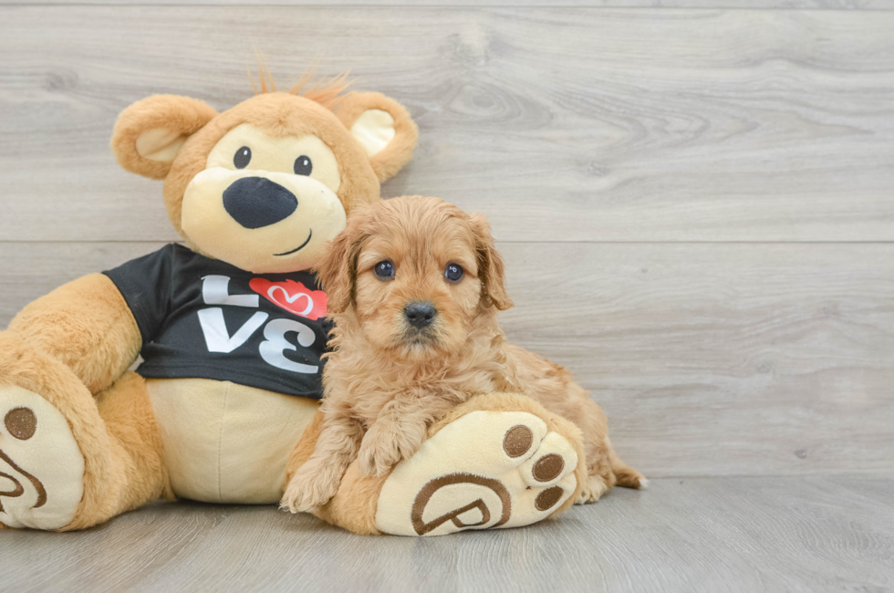 6 week old Cavapoo Puppy For Sale - Seaside Pups