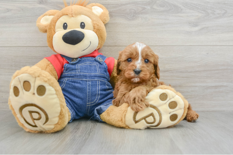Energetic Cavoodle Poodle Mix Puppy
