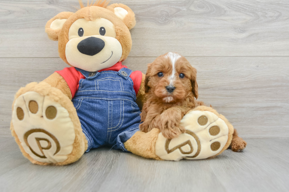 5 week old Cavapoo Puppy For Sale - Seaside Pups