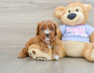 7 week old Cavapoo Puppy For Sale - Seaside Pups