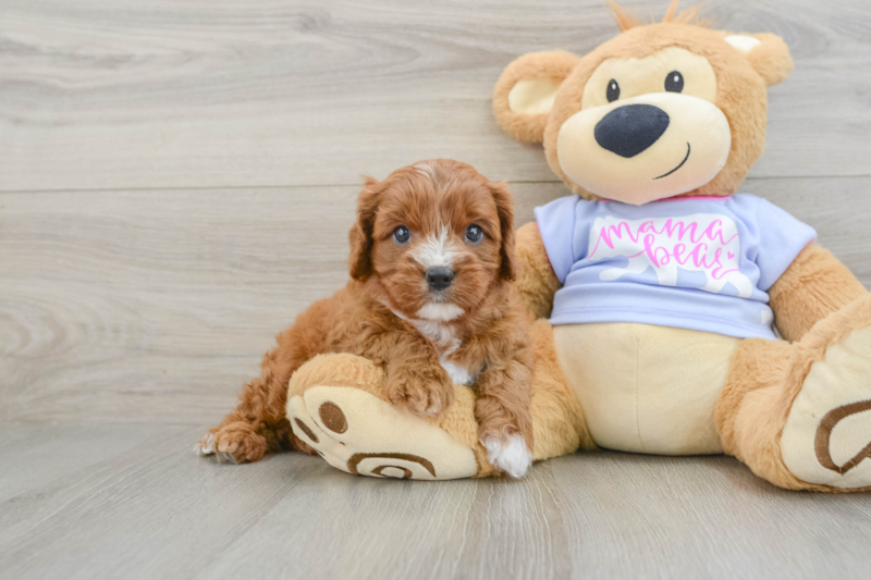 Meet Blake - our Cavapoo Puppy Photo 1/3 - Seaside Pups