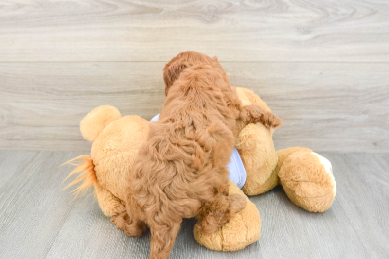 Meet Blake - our Cavapoo Puppy Photo 2/3 - Seaside Pups