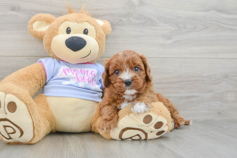Meet Blake - our Cavapoo Puppy Photo 3/3 - Seaside Pups