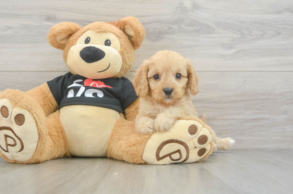 7 week old Cavapoo Puppy For Sale - Seaside Pups