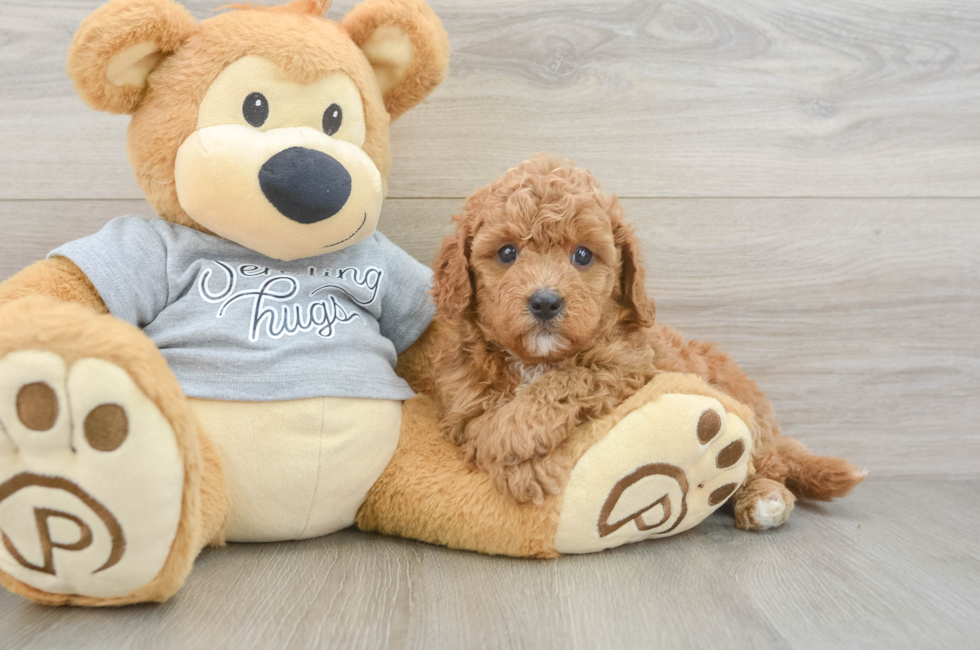 5 week old Cavapoo Puppy For Sale - Seaside Pups