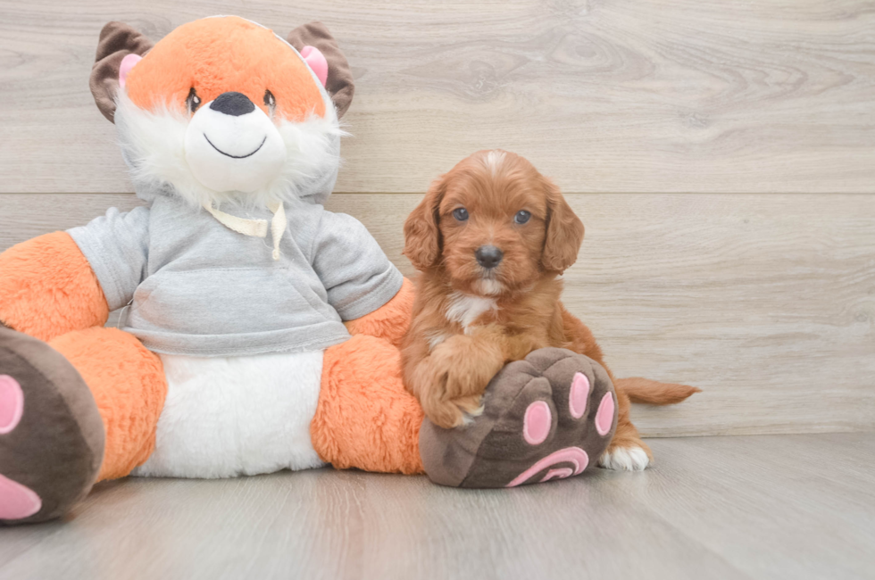 5 week old Cavapoo Puppy For Sale - Seaside Pups