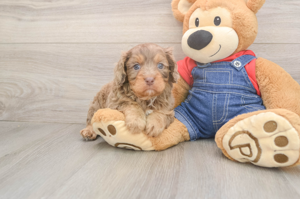 5 week old Cavapoo Puppy For Sale - Seaside Pups