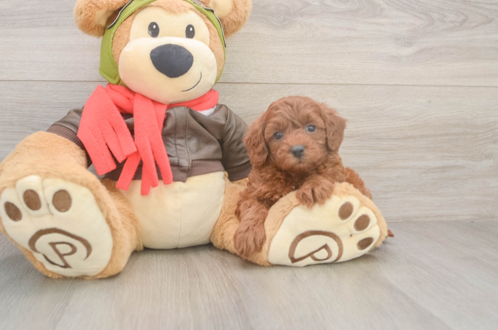 5 week old Cavapoo Puppy For Sale - Seaside Pups