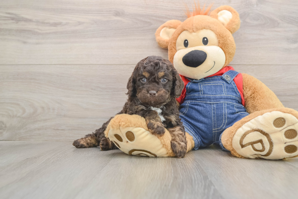 Smart Cavapoo Poodle Mix Pup