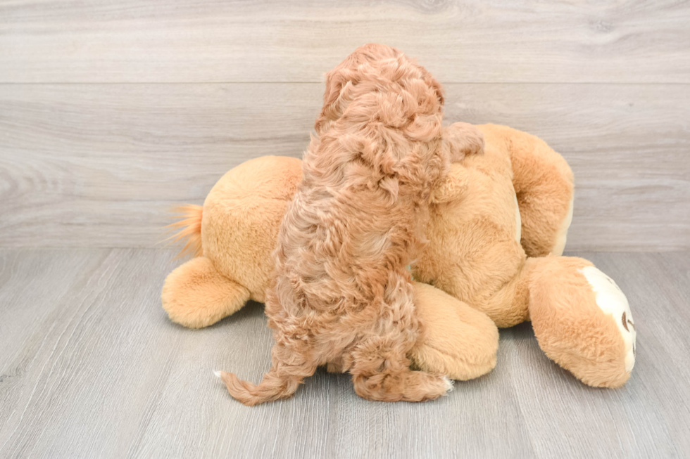 Cavapoo Pup Being Cute