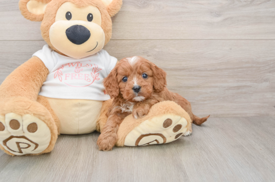 Cavapoo Pup Being Cute