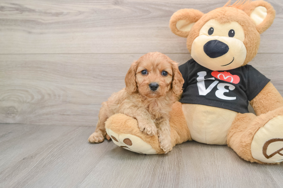 Cavapoo Puppy for Adoption