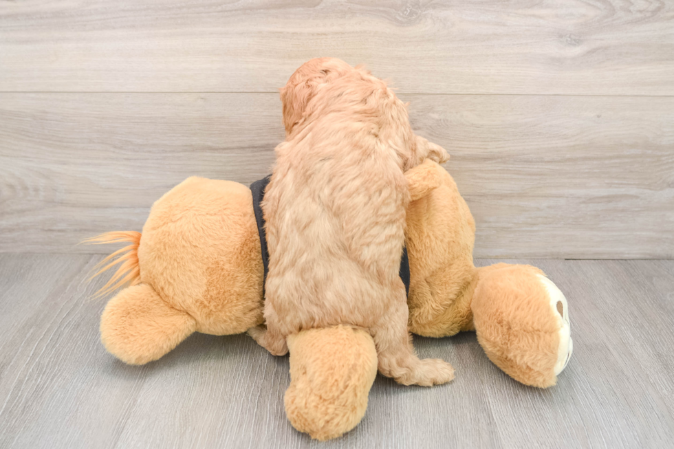 Funny Cavapoo Poodle Mix Pup