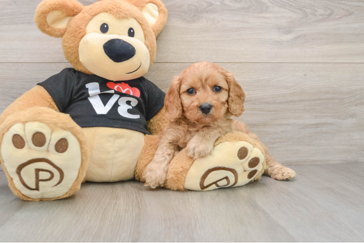 Happy Cavapoo Baby