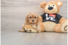 Smart Cavapoo Poodle Mix Pup