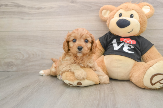 BLAKE, a Cavapoo littermate
