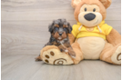 Smart Cavapoo Poodle Mix Pup